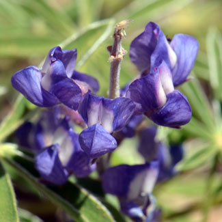 Lupinus hillii, Hill's Lupine, Southwest Desert Flora